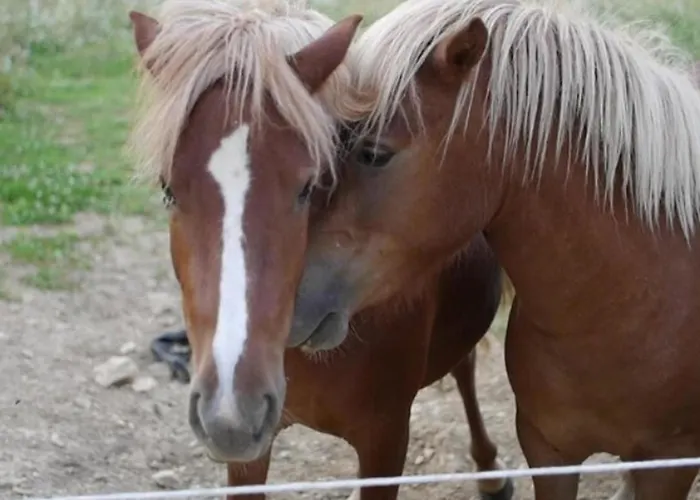 אתר קמפינג Toile Avec Terrasse Pour 4 A - Api-1-52-1505