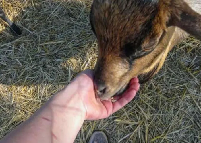 Toile Avec Terrasse Pour 4 A - Api-1-52-1505 * Martiel