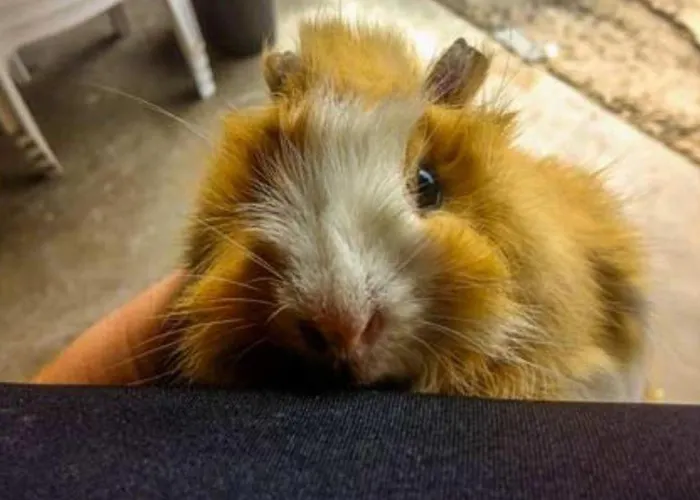 אתר קמפינג Toile Avec Terrasse Pour 4 A - Api-1-52-1505 Martiel